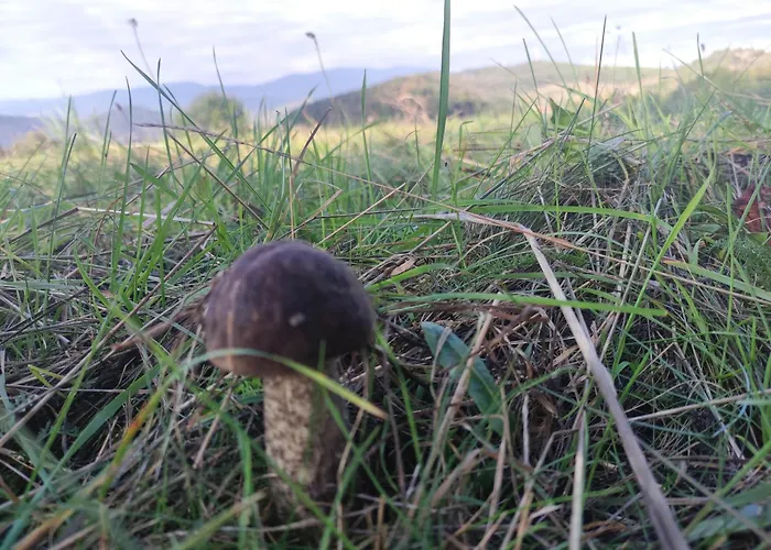 Апартаменты Bobo